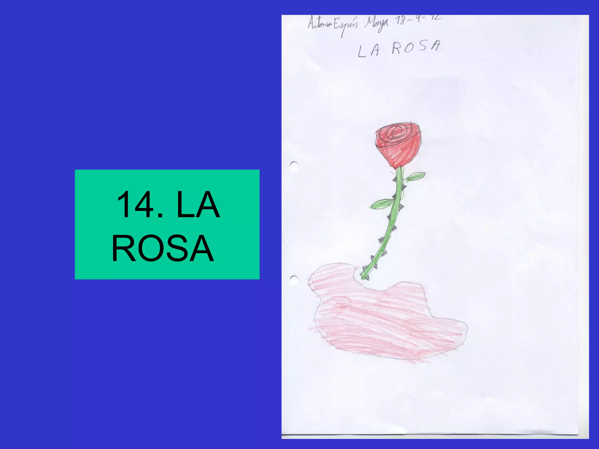 14. LA
ROSA
 