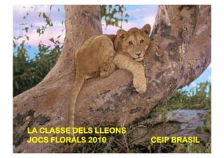 LA CLASSE DELS LLEONS
JOCS FLORALS 2010       CEIP BRASIL
 