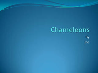 Chameleons By  Joe 