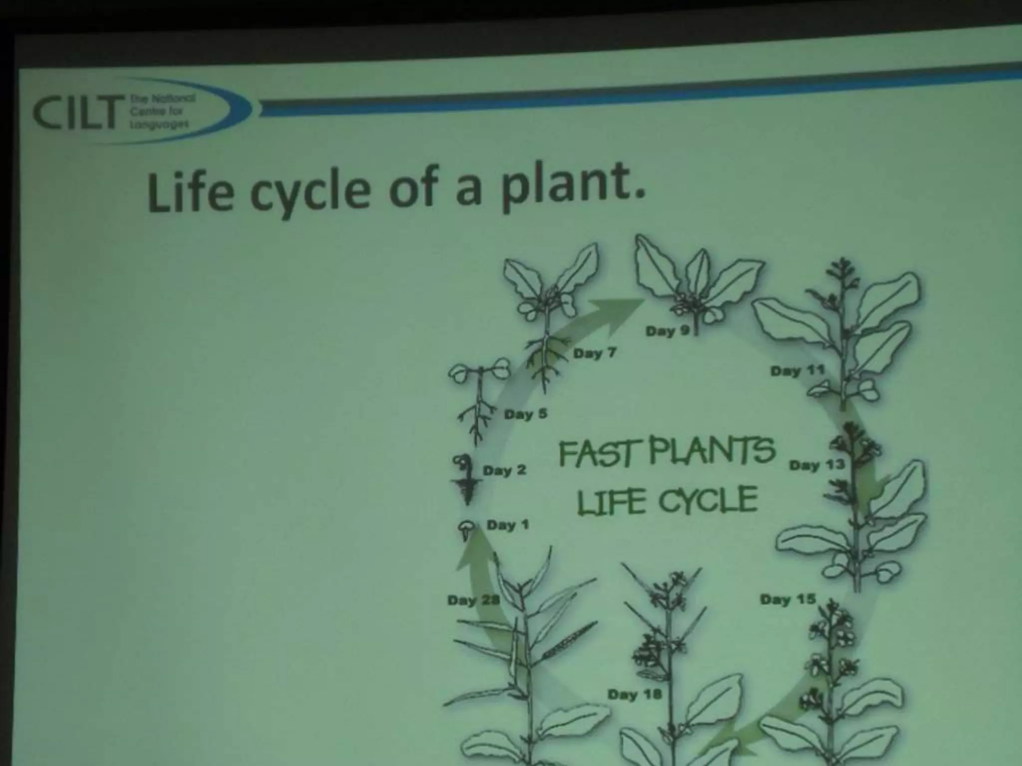 Understanding English, communication and primary languages