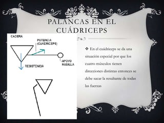 PALANCAS EN EL CUÁDRICEPSEn el cuádriceps se da una situación especial por que los cuatro músculos tienen direcciones distintas entonces se debe sacar la resultante de todas las fuerzas