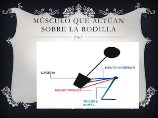 MÚSCULO QUE ACTÚAN SOBRE LA RODILLA