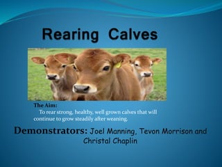 Demonstrators: Joel Manning, Tevon Morrison and
Christal Chaplin
The Aim:
To rear strong, healthy, well grown calves that will
continue to grow steadily after weaning.
 