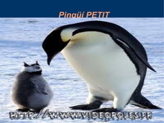 Pingüí PETIT 