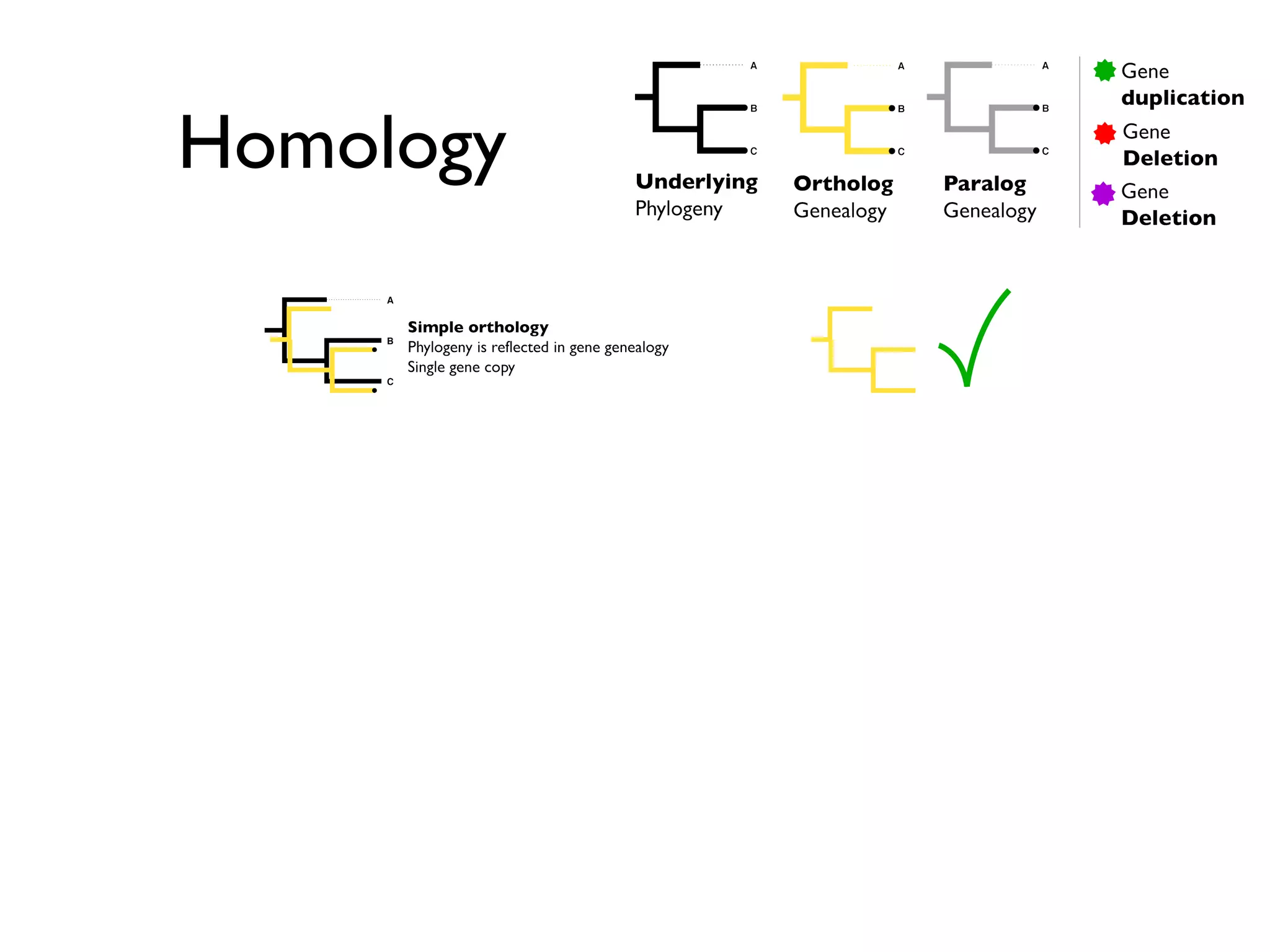 Homology
 