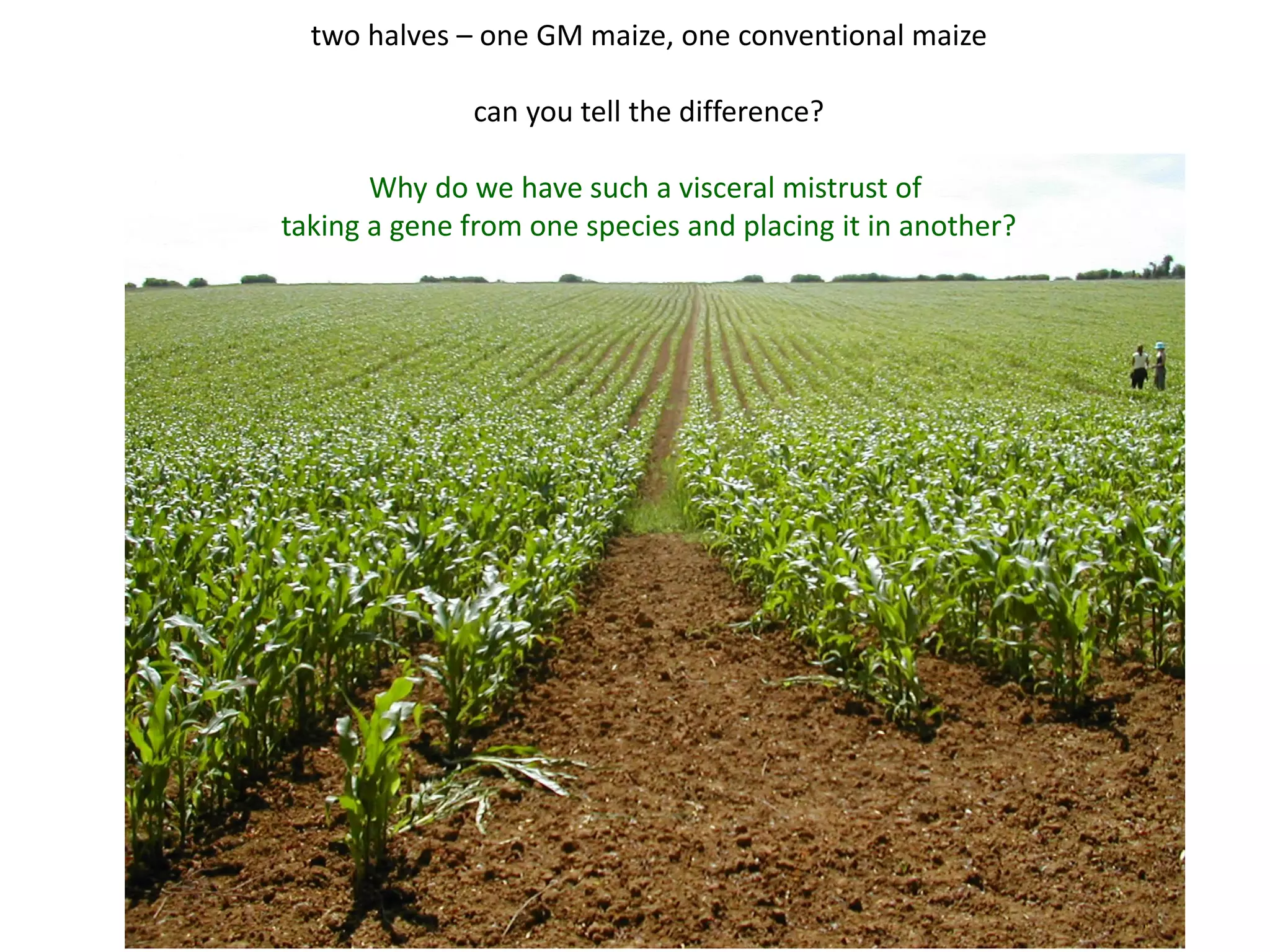 two halves – one GM maize, one conventional maize
can you tell the difference?
Why do we have such a visceral mistrust of
taking a gene from one species and placing it in another?
 