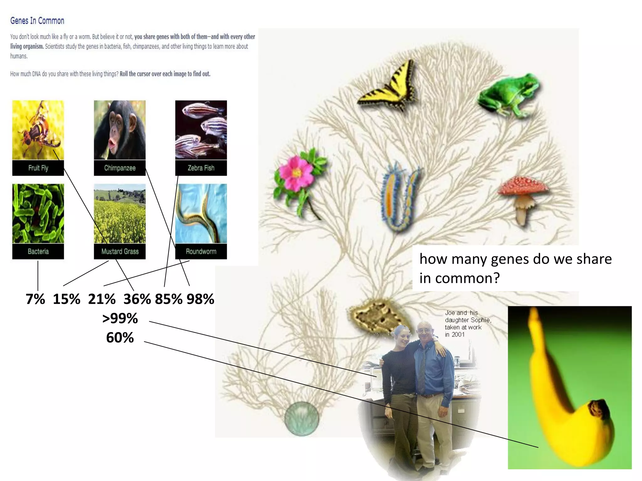 how many genes do we share
in common?
7% 15% 21% 36% 85% 98%
>99%
60%
 