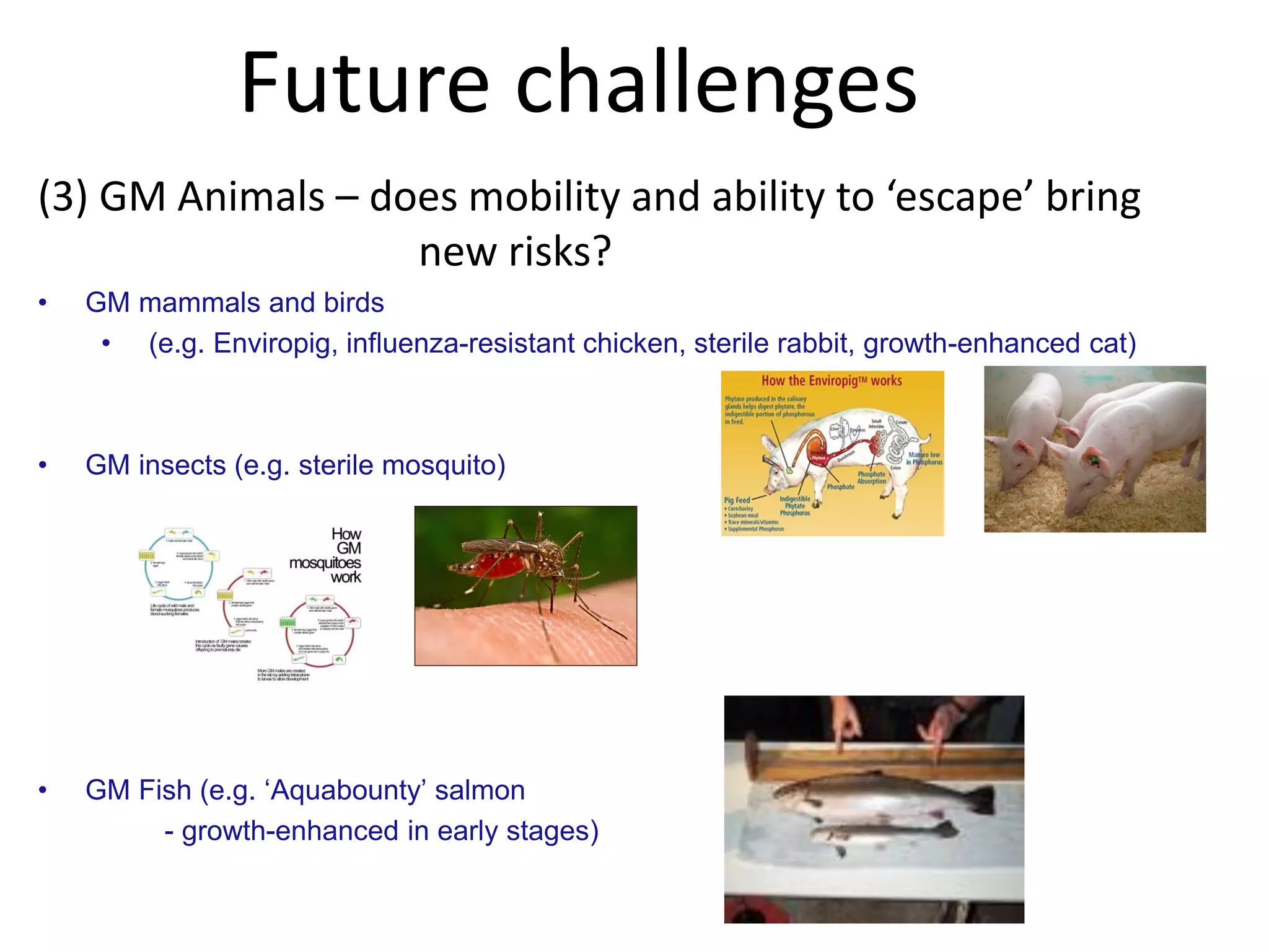 Future challenges
(3) GM Animals – does mobility and ability to ‘escape’ bring
new risks?
• GM mammals and birds
• (e.g. Enviropig, influenza-resistant chicken, sterile rabbit, growth-enhanced cat)
• GM insects (e.g. sterile mosquito)
• GM Fish (e.g. ‘Aquabounty’ salmon
- growth-enhanced in early stages)
 