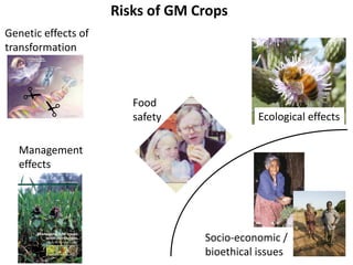 Socio-economic /
bioethical issues
Risks of GM Crops
Food
safety Ecological effects
Management
effects
Genetic effects of
transformation
 
