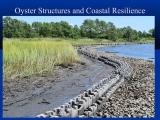 Oyster Structures and Coastal Resilience
 