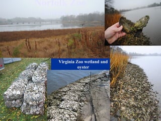 Norfolk Zoo
Norfolk, VA
Virginia Zoo wetland and
oyster
 