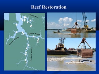 Reef Restoration
Lafayette River
 