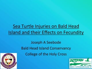 Sea	
  Turtle	
  Injuries	
  on	
  Bald	
  Head	
  
Island	
  and	
  their	
  Eﬀects	
  on	
  Fecundity	
  
Joseph	
  A	
  Seebode	
  	
  
Bald	
  Head	
  Island	
  Conservancy	
  	
  
College	
  of	
  the	
  Holy	
  Cross	
  
 