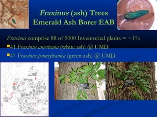 Fraxinus (ash) Trees
          Emerald Ash Borer EAB
Fraxinus comprise 88 of 9000 Inventoried plants = ~1%
41 Fraxinus americana (white ash) @ UMD

47 Fraxinus pennsylvanica (green ash) @ UMD
 