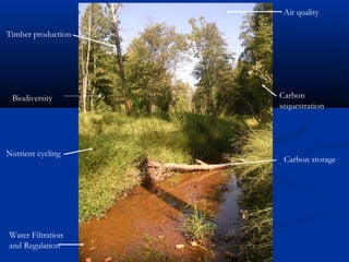 Air quality

Timber production




 Biodiversity       Carbon
                    sequestration




Nutrient cycling
                     Carbon storage




Water Filtration
and Regulation
 