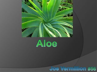 Aloe Joe Vermillion #56 
