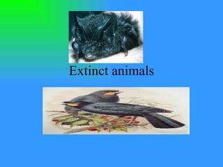 Extinct animals 