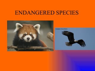 ENDANGERED SPECIES  