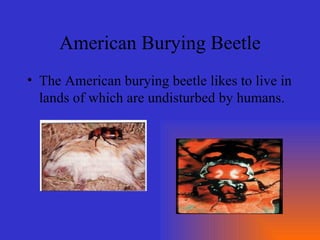 American Burying Beetle The American burying beetle likes to live in lands of which are undisturbed by humans. 