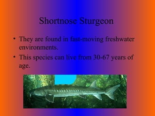 Shortnose Sturgeon  They are found in fast-moving freshwater environments. This species can live from 30-67 years of age. 