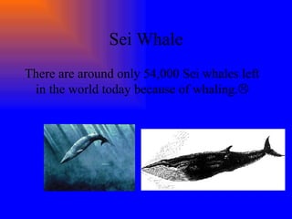 Sei Whale There are around only 54,000 Sei whales left in the world today because of whaling.  