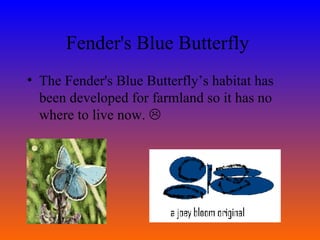 Fender's Blue Butterfly  The Fender's Blue Butterfly’s habitat has been developed for farmland so it has no where to live now.   