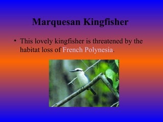 Marquesan Kingfisher   This lovely kingfisher is threatened by the habitat loss of  French Polynesia . 