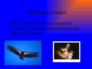 California Condor The California condor is endangered because of poaching, lead poisoning, and habitat destruction. 