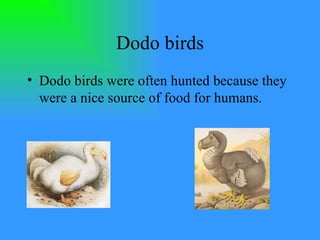Dodo birds Dodo birds were often hunted because they were a nice source of food for humans. 