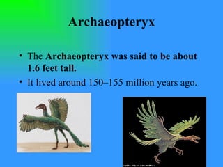 Archaeopteryx The  Archaeopteryx was said to be about 1.6 feet tall. It lived around 150–155 million years ago. 