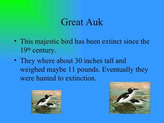 Great Auk This majestic bird has been extinct since the 19 th  century. They where about 30 inches tall and weighed maybe 11 pounds. Eventually they were hunted to extinction.  
