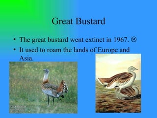 Great Bustard The great bustard went extinct in 1967.   It used to roam the lands of Europe and Asia. 
