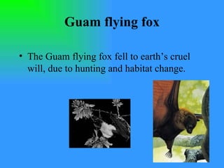Guam flying fox The Guam flying fox fell to earth’s cruel will, due to hunting and habitat change. 