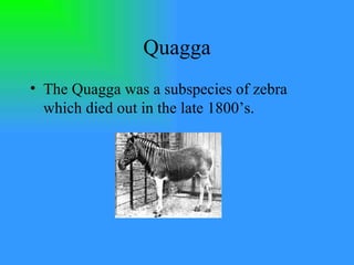 Quagga The Quagga was a subspecies of zebra which died out in the late 1800’s. 