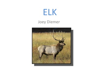 ELK Joey Diemer 