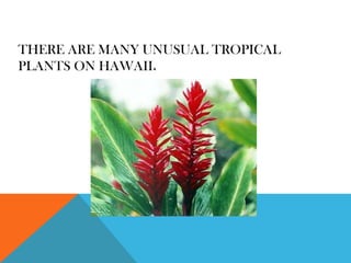 THERE ARE MANY UNUSUAL TROPICAL
PLANTS ON HAWAII.
