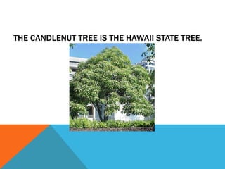 THE CANDLENUT TREE IS THE HAWAII STATE TREE.