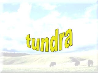 tundra 