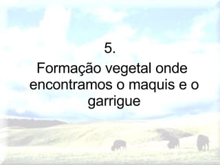 5. Formação vegetal onde encontramos o maquis e o garrigue 