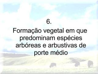6. Formação vegetal em que predominam espécies arbóreas e arbustivas de porte médio 