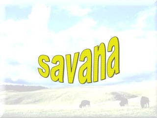 savana 