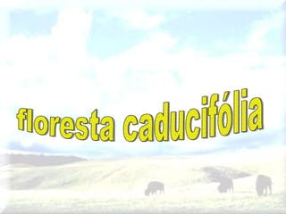 floresta caducifólia 