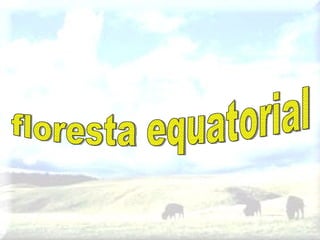 floresta equatorial 