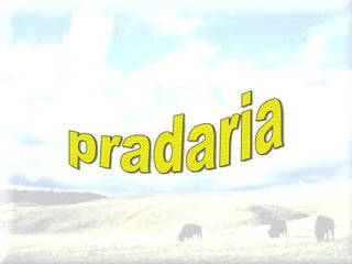 pradaria 