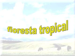 floresta tropical 