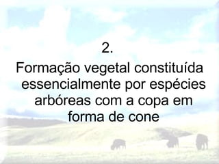 2.  Formação vegetal constituída essencialmente por espécies arbóreas com a copa em forma de cone 
