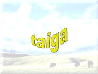 taiga 