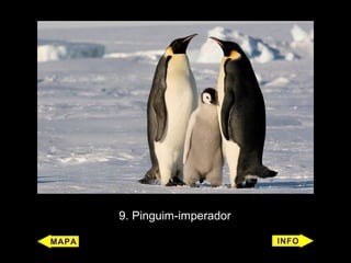 9. Pinguim-imperador
 