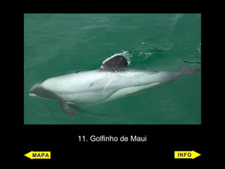 11. Golfinho de Maui
 