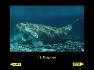 12. Dugongo
 